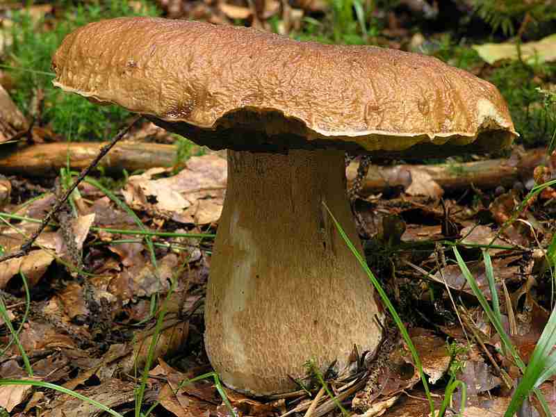  Image name: 210 Porcino.jpg 
 width: 800 pixel 
 height: 600 pixel 
 Size: 45806 bytes 
 Click to enlarge 